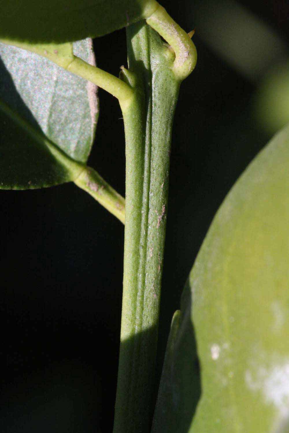            First year twig (Riverside, CA)   